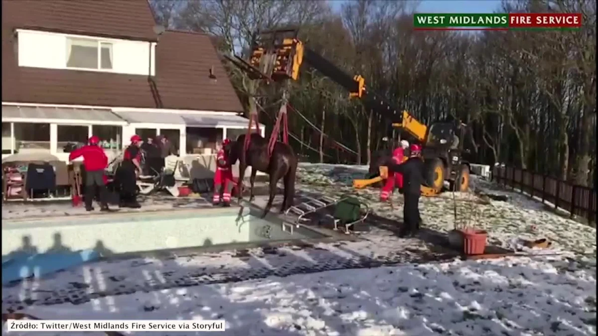Do niecodziennej sytuacji doszło w miejscowości Walsall w Wielkiej Brytanii. Strażacy udzielili pomocy koniowi, który wpadł do pustego basenu. Ratownikom udała się ta sztuka za pomocą specjalistycznego sprzętu. Zwierzęciu nic poważnego się nie stało.