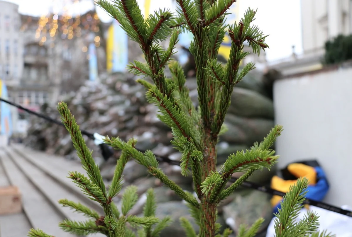 Wraz z naszym świątecznym konwojem zawitaliśmy do Olsztyna. Choinki rozdawaliśmy na ulicy Prostej. Czekało tam na Was tysiąc drzewek!