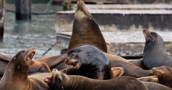 W części zatoki San Francisco wprowadzono zakaz kąpieli. Powodem są odnotowane w ostatnich dniach ataki agresywnych lwów morskich na pływaków. 