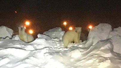 Niedźwiedzie polarne biegające po lotnisku? Takie cuda tylko na Alasce