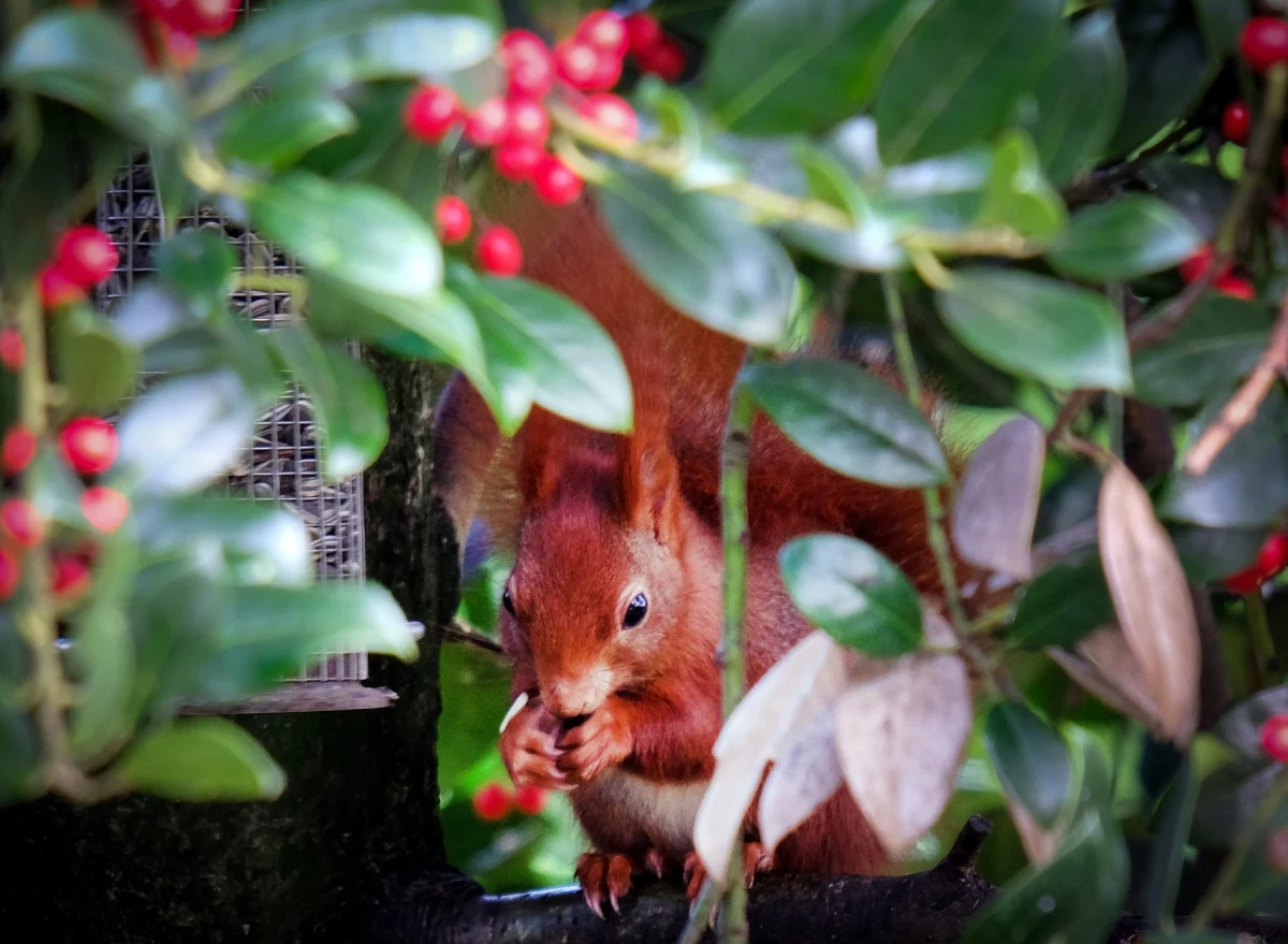 Zima w Moskwie okazała się jak dotąd rekordowo ciepła: meteorolodzy odnotowują najwyższe o tej porze roku temperatury na przestrzeni całej historii prowadzenia pomiarów. W niedzielę o godz. 10 (godz. 8 czasu polskiego) termometr pokazywał 8 stopni Celsjusza.