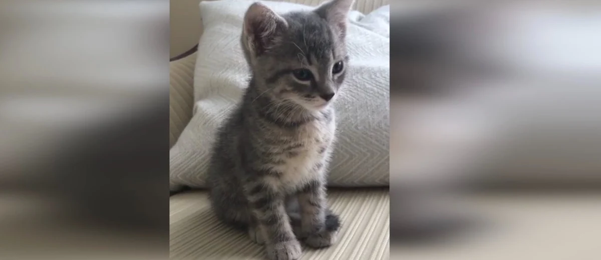 Ten kot podjął niezwykle trudną walkę ze… snem. Czy uda mu się pokonać senność? Przekonajcie się sami.  