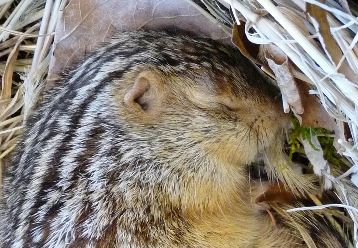 Wiewiórki ziemne i chomiki syryjskie, gryzonie, które zapadają w sen zimowy, odczuwają niską temperaturę inaczej niż myszy czy szczury - piszą na łamach czasopisma "Cell Reports" naukowcy z Yale University. Wyniki prowadzonych przez nich badań pokazują, że zdolne do hibernacji zwierzęta mają zmniejszoną zdolność odczuwania temperatury poniżej 20 stopni Celsjusza. To umożliwia im długotrwałe obniżenie temperatury ciała bez nadmiernego stresu i zapadnięcie w sen.