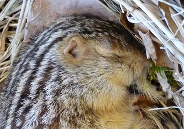 Gryzonie, które hibernują, inaczej odczuwają zimno