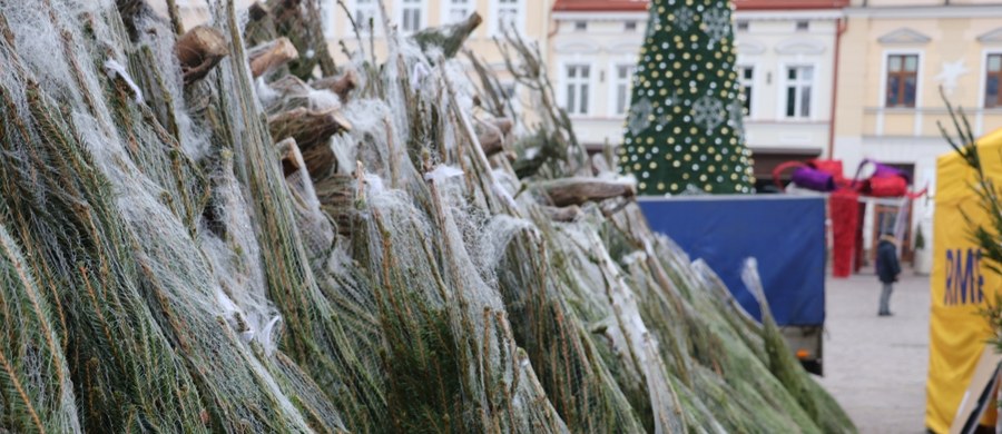 Żółto-niebieski konwój RMF FM dotarł w środę do Lublina. Na placu przy basenie Aqua Lublin rozdawaliśmy pachnące choinki. To już dziesiąte miasto, które odwiedziliśmy w ramach naszej akcji!