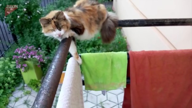 Kotka o imieniu Maya uwielbia spać. Często wybiera różne dziwne miejsca. W tym przypadku wybrała balkon. 