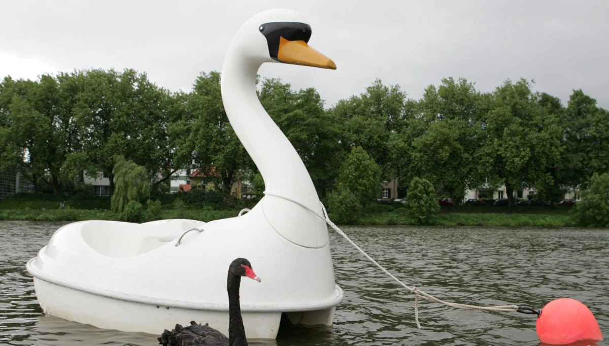 Mężczyzna na Florydzie miał niebywale interesujący pomysł na wyprawę. W środku nocy wypłynął na środek jeziora, gdzie utknął. Będący pod wpływem narkotyków 36-latek tłumaczył później, że chciał dotrzeć do łabędzi, "bo one go nie osądzają".