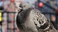 Karmienie gołębi szkodzi ptakom i naraża nas na chorobotwórcze pasożyty