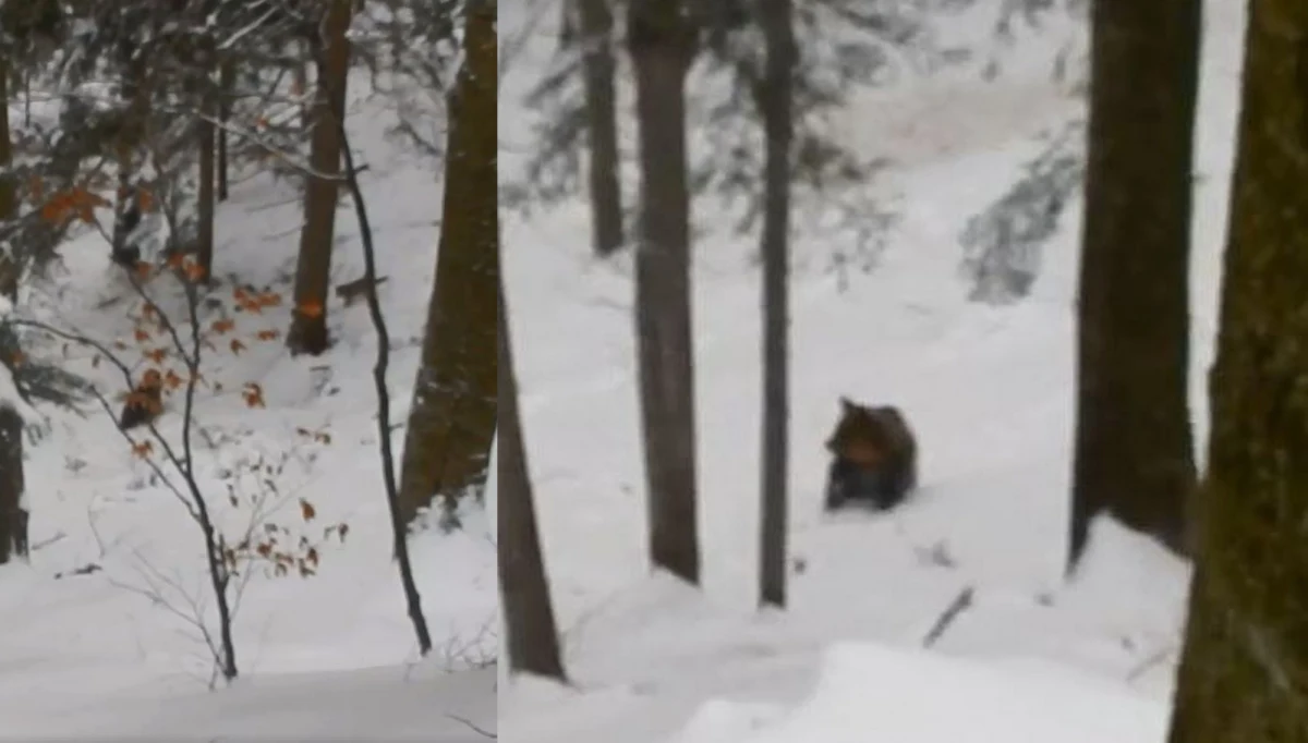 ​Niebywała historia w Nadleśnictwie Baligród. Wataha wilków zaatakowała rodzinę niedźwiedzi. W ich obronie stanął leśniczy.