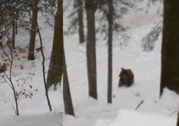 Wataha wilków atakuje niedźwiedzią rodzinę, broni ich leśniczy. „Zostawcie!”