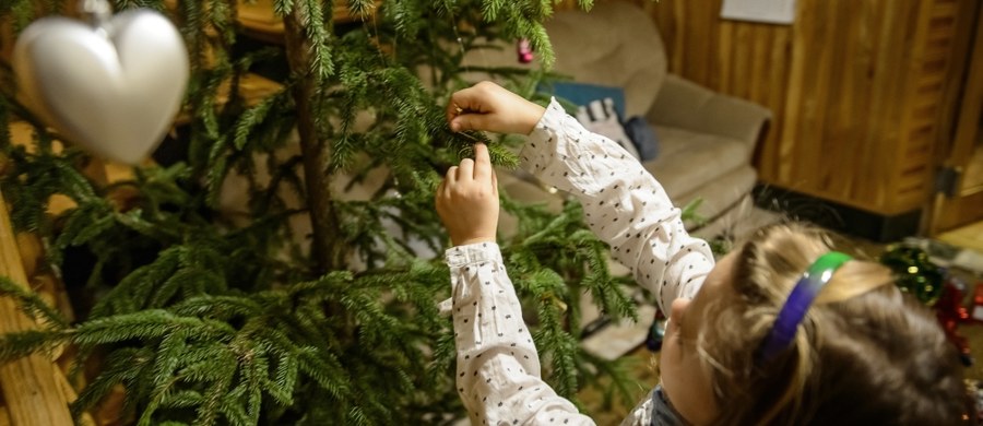 "Tradycja podpowiada, aby choinkę ubierać w Wigilię Świąt Bożego Narodzenia. Współcześnie coraz częściej odchodzi się od tego zwyczaju i to jest zrozumiałe" - podkreśla w rozmowie z RMF FM ksiądz profesor Józef Naumowicz, autor książki "Historia świątecznej choinki". Jak dodaje, zwyczaj dekorowania świątecznego drzewka właśnie 24-tego grudnia pochodzi z czasów średniowiecznych przedstawień o biblijnej historii Adama i Ewy. 