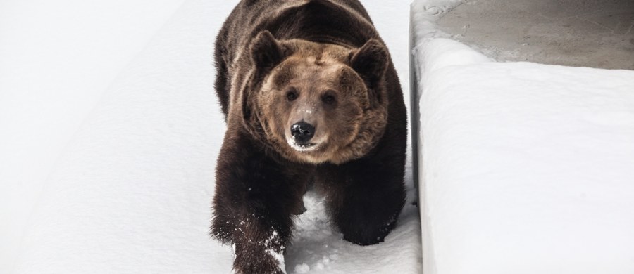 ​Zima w Beskidach jest zbyt łagodna, by skłonić do snu niedźwiedzia. Pod przełęczą Brona w masywie Babiej Góry goprowiec Maciej Moskwa sfotografował odcisk łapy drapieżnika - poinformował przyrodnik z Babiogórskiego Parku Narodowego Maciej Mażul.