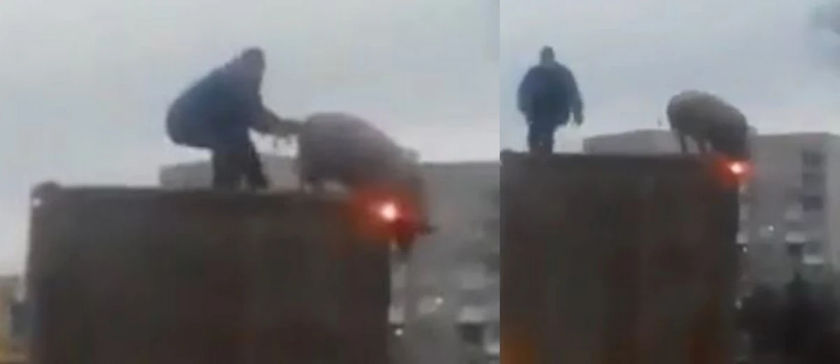 ​Pod Kijowem świadkowie nagrali film, na którym widać, jak mężczyzna zmaga się ze świnią. Zwierzę to - co ciekawe - jedzie na dachu furgonetki. Nie wiadomo jednak, jak w ogóle doszło do tego absurdalnego spektaklu na samym środku drogi.