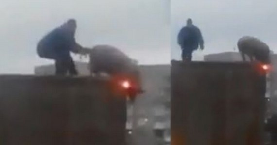 ​Pod Kijowem świadkowie nagrali film, na którym widać, jak mężczyzna zmaga się ze świnią. Zwierzę to - co ciekawe - jedzie na dachu furgonetki. Nie wiadomo jednak, jak w ogóle doszło do tego absurdalnego spektaklu na samym środku drogi.