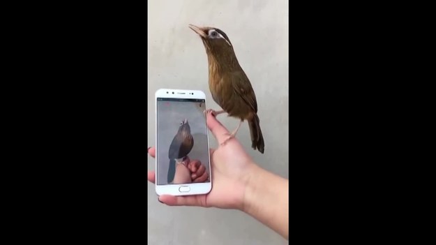 Ten uroczy ptaszek zobaczył swoje odbicie w telefonie komórkowym. Jego reakcja wszystkich zaskoczyła.