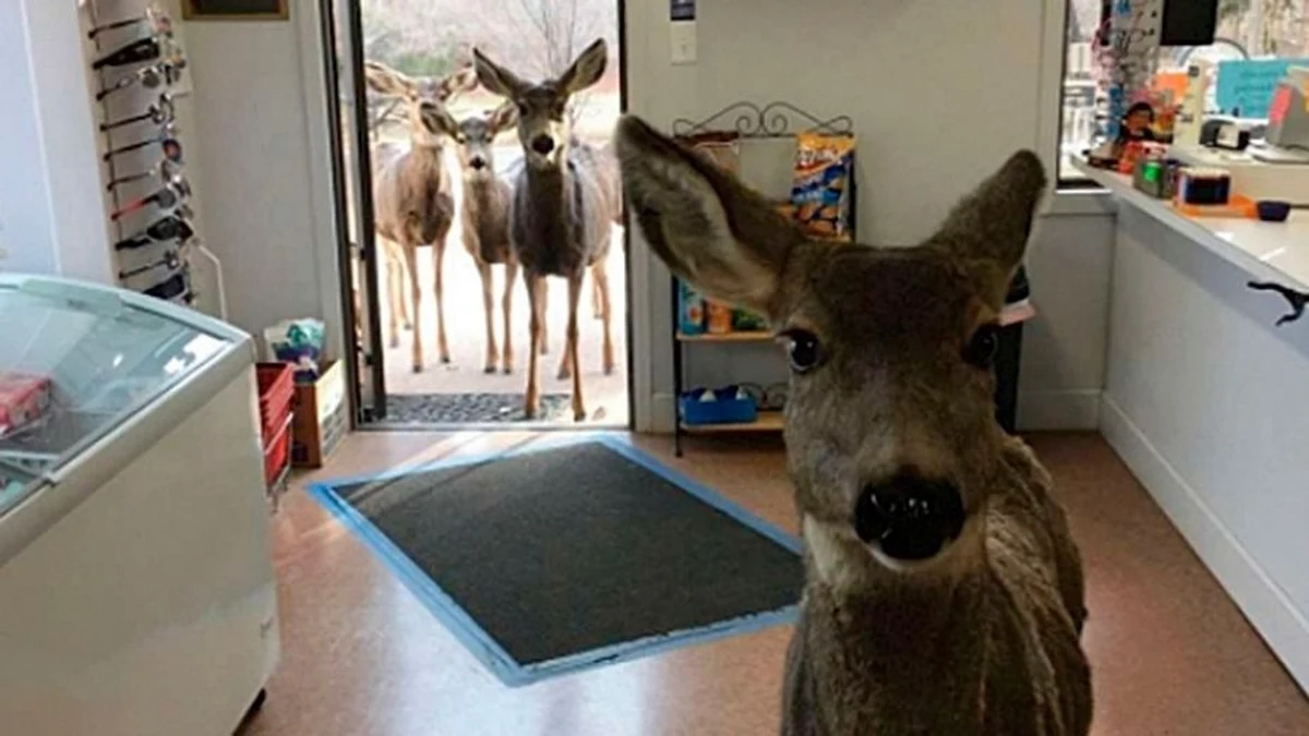 Nietypowy klient odwiedził niewielki sklep w stanie Kolorado w Stanach Zjednoczonych. Najpierw w drzwiach pojawił się nos samiczki jelenia, potem zwierzę weszło już śmiało do środka. Sprzedawczyni poczęstowała gościa ciastkiem orzechowym. "Nie mogłam przestać się śmiać" – powiedziała Lori Jones z dziennikarzowi „Daily News”.