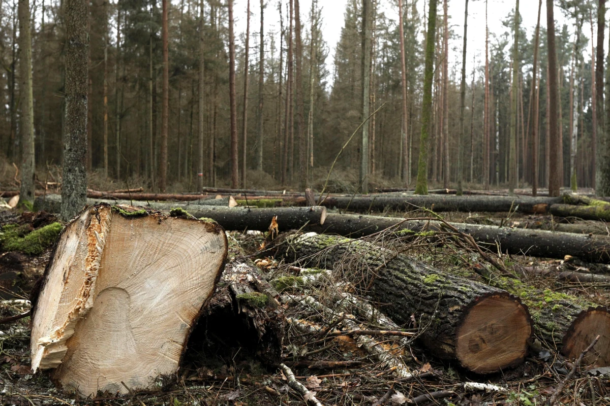 PO chce, by w Sejmie powstała komisja śledcza, która zajęłaby się m.in. wyjaśnieniem faktycznego celu wycinki w Puszczy Białowieskiej, którym mogło być - według PO - przekształcenie jej w "las o charakterze gospodarczym". Do Sejmu trafił projekt uchwały w tej sprawie.