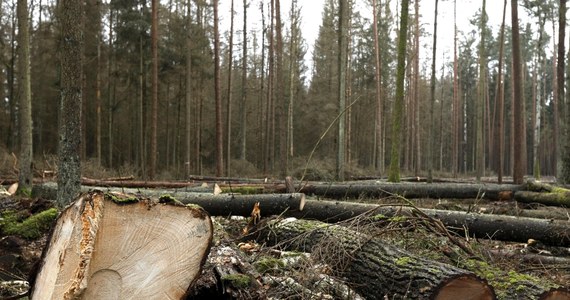 PO chce, by w Sejmie powstała komisja śledcza, która zajęłaby się m.in. wyjaśnieniem faktycznego celu wycinki w Puszczy Białowieskiej, którym mogło być - według PO - przekształcenie jej w "las o charakterze gospodarczym". Do Sejmu trafił projekt uchwały w tej sprawie.