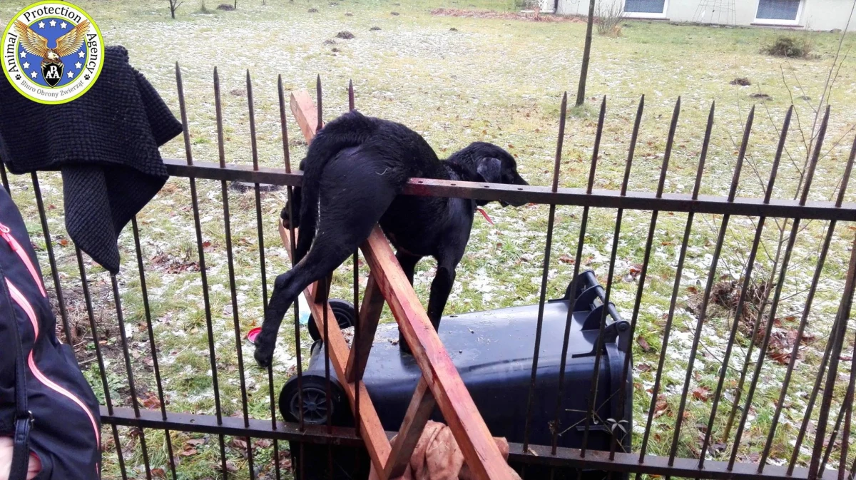 Do dramatycznego zdarzenia doszło w sylwestra ok. godz. 2 w miejscowości Aleksandria w gminie Konopiska w powiecie częstochowskim. Na ogrodzenie nabił się pies, którego wystraszył huk fajerwerków. Zwierzę przez osiem godzin wisiało na ogrodzeniu i cierpiało. Dzięki interwencji Biura Ochrony Zwierząt APA zostało przewiezione do Śląskiego Centrum Weterynarii w Chorzowie. Pies został zoperowany, a jego stan lekarze określają jako stabilny.