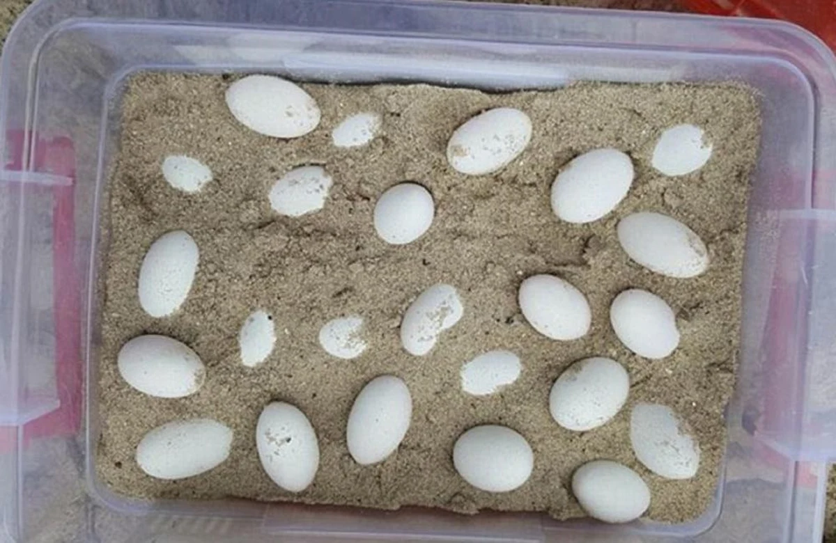 Pracownicy szkoły podstawowej w australijskim Laurieton znaleźli parę gadzich jaj w piaskownicy. Wezwani na pomoc ratownicy dzikiej przyrody odkopali z piasku w sumie aż 43 jaja. Stwierdzili, że należą one do jednego z najbardziej jadowitych węży świata. Na szczęście jeden z ekspertów obalił ich tezę. Uznał ostatecznie, że jaja złożyła jaszczurka agama wodna. 