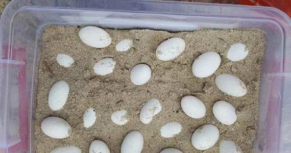 Pracownicy szkoły podstawowej w australijskim Laurieton znaleźli parę gadzich jaj w piaskownicy. Wezwani na pomoc ratownicy dzikiej przyrody odkopali z piasku w sumie aż 43 jaja. Stwierdzili, że należą one do jednego z najbardziej jadowitych węży świata. Na szczęście jeden z ekspertów obalił ich tezę. Uznał ostatecznie, że jaja złożyła jaszczurka agama wodna. 