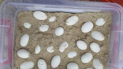 W szkolnej piaskownicy znaleziono jaja. Złożył je jadowity wąż? 