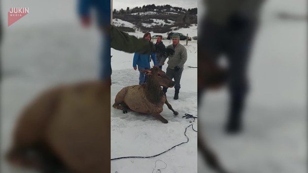 Kiedy rodzina łosi wpadła do jeziora w Wyoming, cała okolica zbiegła się, by im pomóc. Szybko wzięli się do pracy, ponieważ każda minuta była na wagę złota. Wycieli lód, tworząc ścieżkę do suchego lądu, albo przynajmniej do momentu, gdzie był on grubszy. Dzięki pomocy ludzi, udało się uratować całą rodzinę zwierząt. 