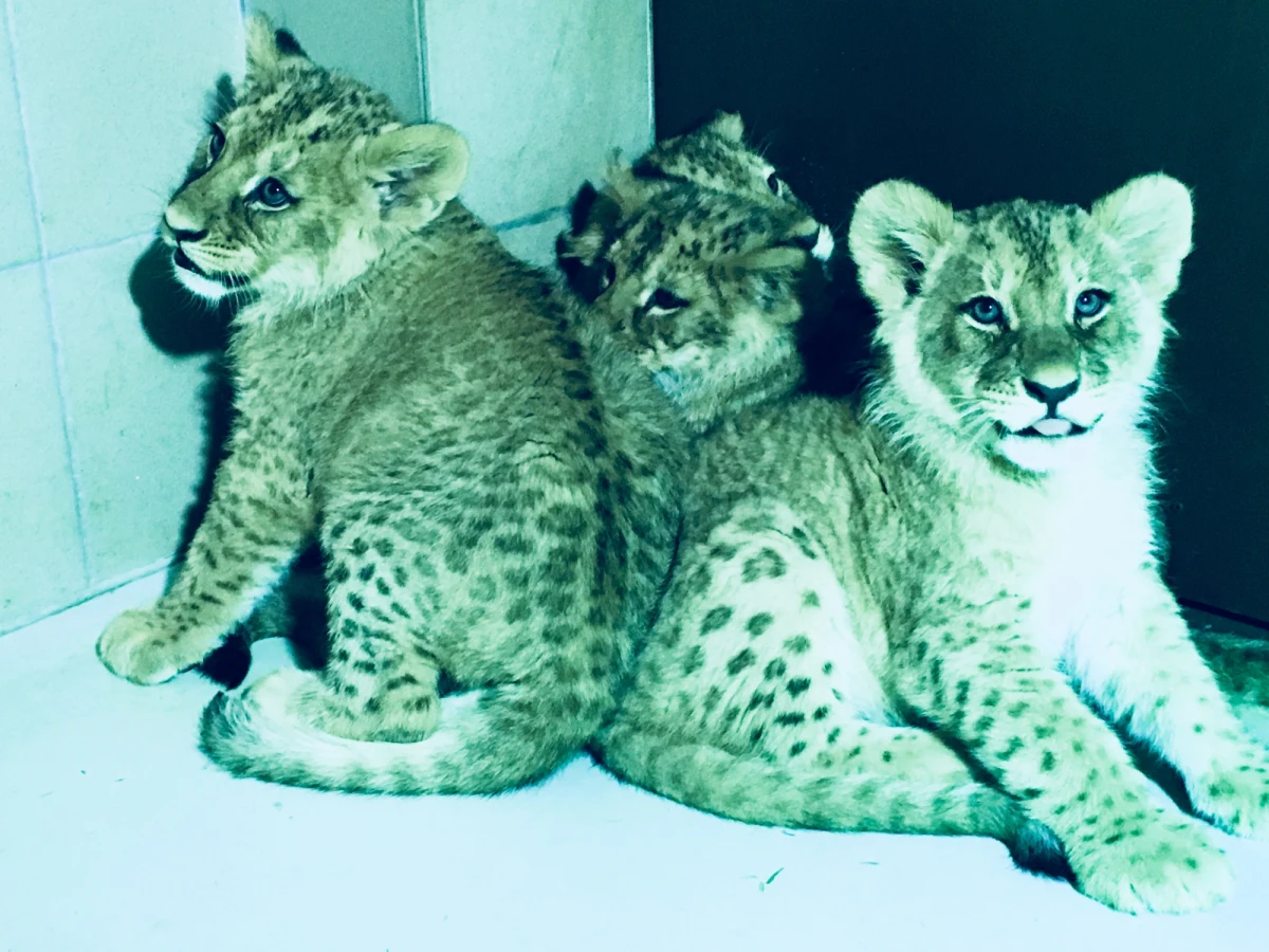 Rośnie rodzina lwów w Gdańsku. Cztery młode lwiątka angolskie przyszły na świat w gdańskim ogrodzie zoologicznym. 