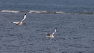 ​Niebezpieczne zjawisko w morzach i oceanach. Powiększają się pustynie tlenowe