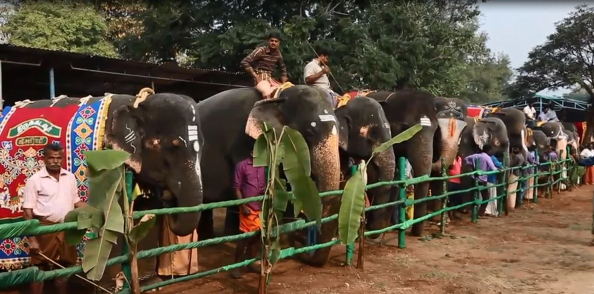 W Thekkamapatti specjalnie dla 33 świątynnych słoni zorganizowano 48-dniowy obóz rewitalizacyjny. Zwierzęta będą mogły odpocząć od ciężkiej pracy w specjalnie dla nich zorganizowanym spa. Nad słoniami będzie czuwać sztab weterynarzy.