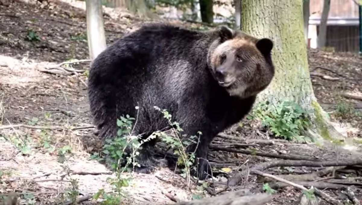 ​Niedźwiedzica Gienia z poznańskiego zoo zbudowała gawrę - taką jak w prawdziwym lesie. Pracownicy ogrodu: To sprawa absolutnie wyjątkowa!