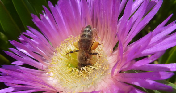 Pszczoła miodna to mistrzyni świata w zapylaniu - ogłosili oficjalnie naukowcy z Uniwersytetu Kalifornijskiego w San Diego. Wyniki ich analizy, wykorzystującej dane z całego świata, potwierdziły, że co ósmy przypadek zapylenia rośliny odbywa się w warunkach naturalnych właśnie za sprawą tego, niezmiernie pożytecznego owada. Biorąc pod uwagę, że zapylaniem zajmują się tysiące gatunków owadów, wynik jest faktycznie imponujący i pokazuje, że obserwowane przypadki wymierania pszczół faktycznie powinny nas niepokoić. Pisze o tym w najnowszym numerze czasopismo "Proceedings of the Royal Society B".