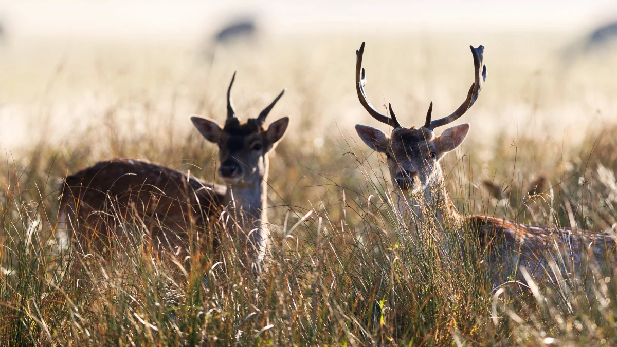 918 dzików i kilkaset jeleni do odstrzału w Wielkopolskim Parku Narodowym. "Stosujemy się do decyzji Ministerstwa Środowiska" – mówi dyrekcja parku. 