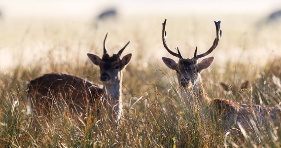 918 dzików i kilkaset jeleni do odstrzału w Wielkopolskim Parku Narodowym. "Stosujemy się do decyzji Ministerstwa Środowiska" – mówi dyrekcja parku. 