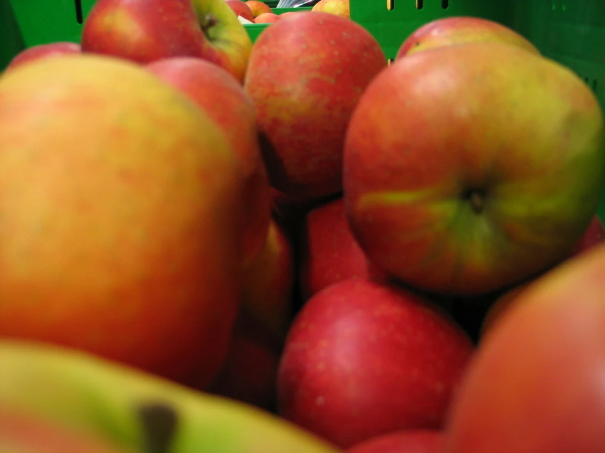 W tym roku jabłka są dwa razy droższe niż przed rokiem. Niektóre krajowe odmiany na początku stycznia kosztują 3,5-4,5 zł za kg, czyli tyle, ile importowane mandarynki - poinformowała rzecznik rynku hurtowego w Broniszach Małgorzata Skoczewska. Do droższych odmian należą: szara renta (boskop), cortland i lobo.