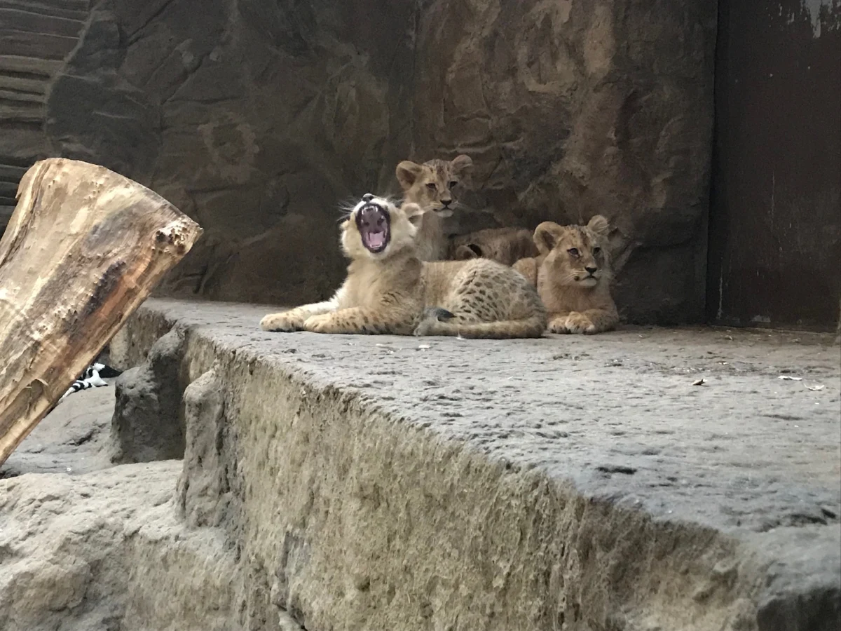 10 lwów - 5 samców i 5 samic - w bardzo zróżnicowanym wieku. To aktualny skład stada lwów w ogrodzie zoologicznym w Gdańsku. Tamtejsza lwiarnia jest dziś Twoim Niesamowitym Miejscem w Faktach RMF FM. 