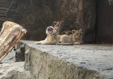 Twoje Niesamowite Miejsce: Lwiarnia w ogrodzie zoologicznym w Gdańsku