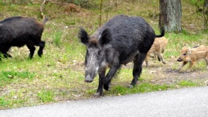 40 martwych dzików w podwarszawskiej gminie. Wszystkie padły z powodu ASF