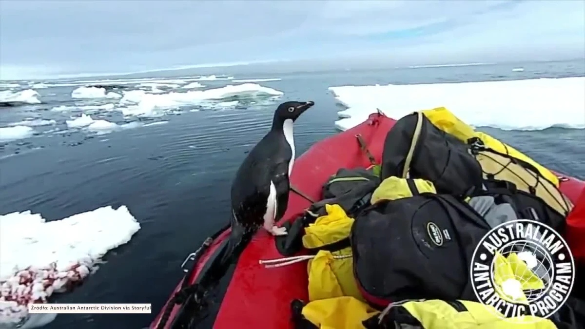 Zespół australijskiej ekspedycji na Antarktydzie (Australian Antarctic Division) został zaskoczony przez pingwina, który nagle wyskoczył spod kry unoszącej się na oceanie i wskoczył na ich łódź. Australijczycy przepływali przez popękany lód morski, wtedy pingwin wskoczył na burtę, wykonał kilka nerwowych ruchów i zanurkował z powrotem w oceanie.
