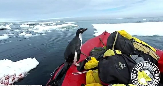 Zespół australijskiej ekspedycji na Antarktydzie (Australian Antarctic Division) został zaskoczony przez pingwina, który nagle wyskoczył spod kry unoszącej się na oceanie i wskoczył na ich łódź. Australijczycy przepływali przez popękany lód morski, wtedy pingwin wskoczył na burtę, wykonał kilka nerwowych ruchów i zanurkował z powrotem w oceanie.