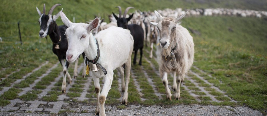 Portugalski rząd uruchomi hodowle kóz, które pomogą w walce z rozprzestrzenianiem się pożarów. Stada zwierząt będą wypasane na terenach o wysokim stopniu zagrożenia żywiołem. Inicjatywę nazwano "Kozy strażaczki".