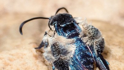 Piękny i jaskrawoniebieski. Motyl imitujący pszczołę odnaleziony po 130 latach