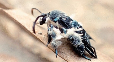 /Foto. Marta Skowron Volponi/Mat. Prasowy /