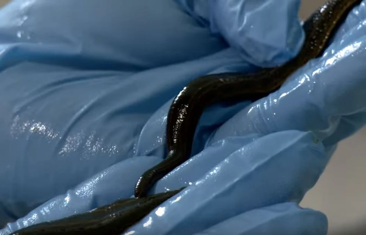 Pijawki lekarskie z opolskiej hodowli wykorzystano do badań podczas naukowej misji ICAres-1. W przyszłości mogą służyć jako wsparcie medyczne dla uczestników misji kosmicznych - uważa pomysłodawca misji dr Aleksander Wiśniowski.