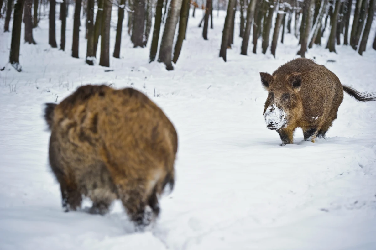Trwa odstrzał dzików w Wielkopolskim Parku Narodowym. To wynik niedawnej decyzji Ministerstwa Środowiska o zredukowaniu tam populacji tych zwierząt. Według dokumentu – myśliwi muszą zmniejszyć populację dzików w parku o 918 osobników. Pierwsze strzały mieszkańcy okolic usłyszeli kilka dni temu. Od tamtej pory są pełni obaw o swoje bezpieczeństwo. 