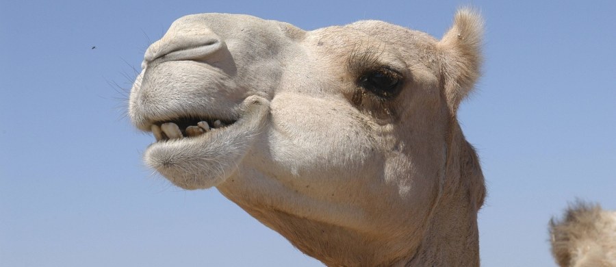 12 wielbłądów zostało zdyskwalifikowanych z organizowanego w Arabii Saudyjskiej konkursu piękności tych zwierząt. Powodem było… użycie botoksu.