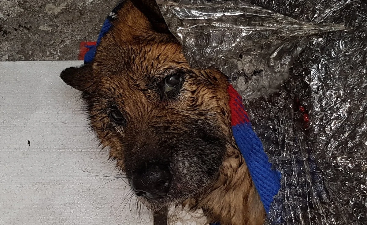 Akcja strażaków ochotników na Wiśle w miejscowości Brwilno w gminie Nowy Duninów. Uratowali psa, pod którym zapadł się lód.