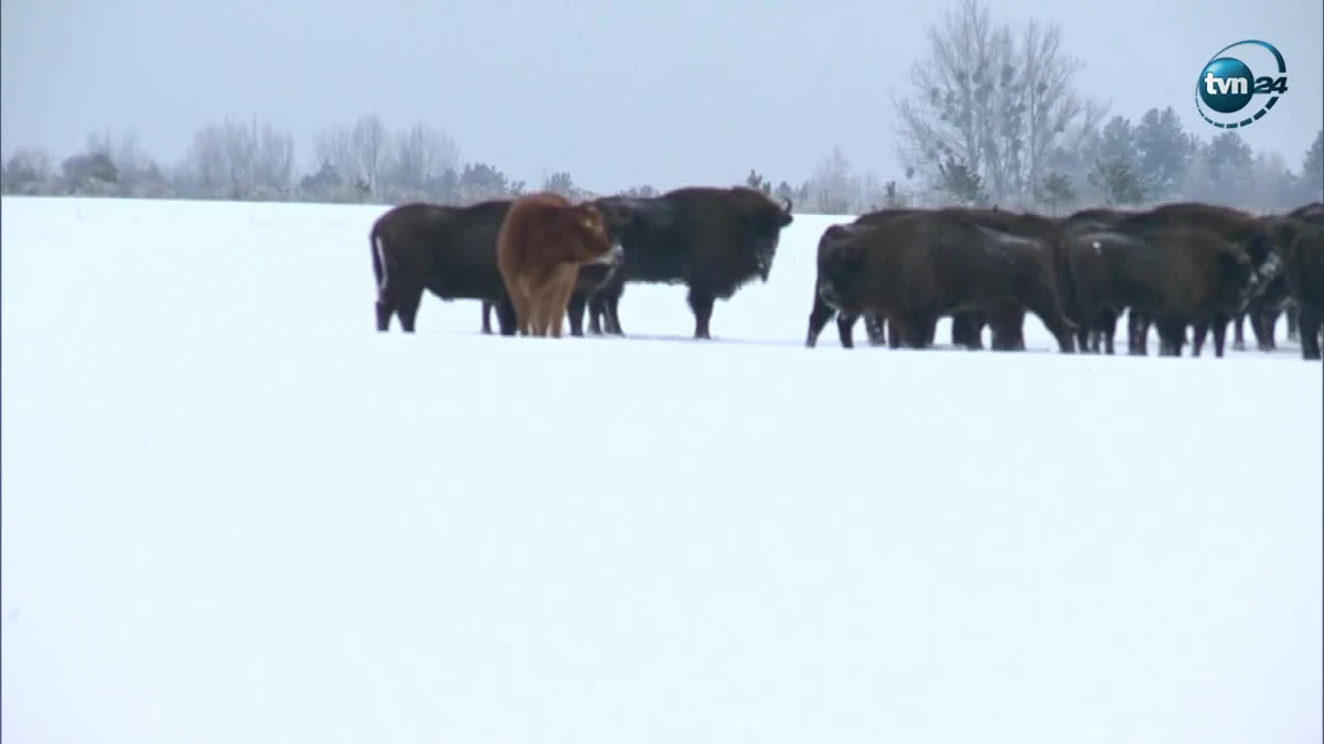 Nietypowa sytuacja ma miejsce w Puszczy Białowieskiej. Do jednego ze stad żubrów przyłączyła się krowa. Zwierzę uciekło od właściciela na jesieni i już trzeci miesiąc towarzyszy żubrom. Jałówka rasy limousine czuje się komfortowo wśród żubrów, a i one zaakceptowały jej obecność. Przetrwała mrozy, uniknęła ataku wilków i rola "hodowlanej outsiderki" najwyraźniej jej nie przeszkadza. Od żubrów odróżnia ją także to, że nie płoszy jej bliskość ludzi. Krowę można najczęściej zaobserwować w pobliżu wsi Wasilkowo na północ od Hajnówki albo przy szosie do Białegostoku.