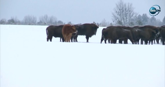 Nietypowa sytuacja ma miejsce w Puszczy Białowieskiej. Do jednego ze stad żubrów przyłączyła się krowa. Zwierzę uciekło od właściciela na jesieni i już trzeci miesiąc towarzyszy żubrom. Jałówka rasy limousine czuje się komfortowo wśród żubrów, a i one zaakceptowały jej obecność. Przetrwała mrozy, uniknęła ataku wilków i rola "hodowlanej outsiderki" najwyraźniej jej nie przeszkadza. Od żubrów odróżnia ją także to, że nie płoszy jej bliskość ludzi. Krowę można najczęściej zaobserwować w pobliżu wsi Wasilkowo na północ od Hajnówki albo przy szosie do Białegostoku.