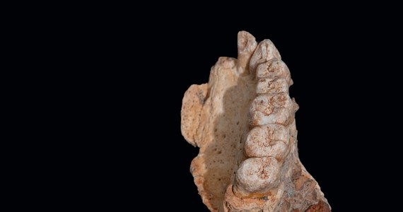 Kolejne odkrycie naukowe przewraca do góry nogami wiedzę na temat dalekiej przeszłości naszego gatunku. W jaskini Misliya w rejonie góry Karmel na terenie Izraela odnaleziono szczątki pierwotnego człowieka wskazujące, że pierwsze osobniki Homo sapiens mogły opuścić Afrykę nawet 50 tysięcy lat wcześniej, niż do tej pory myśleliśmy! Sensacyjne doniesienia międzynarodowego zespołu naukowców publikuje w najnowszym numerze czasopismo "Science".